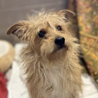 SPIKE, chien à adopter