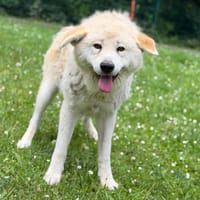 Nepal CAA15377, chien à adopter