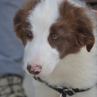 Brisbane *Réservé*, chienne à adopter
