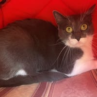 SUZI, chatte à adopter