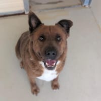 ARYA, chienne à adopter