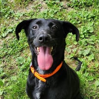 CHELLY, chienne à adopter