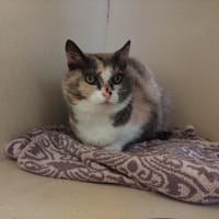 TINA PAB28749, chatte à adopter