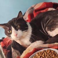 NEBRASKA, chat à adopter
