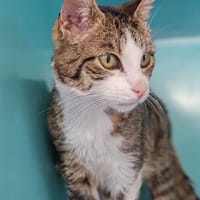 MAXOU, chat à adopter