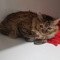 Luna, chatte à adopter