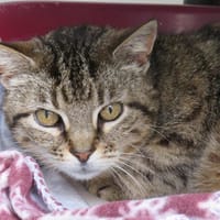 BOULETTE, chatte à adopter