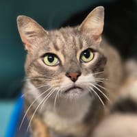 Bécot, chat à adopter