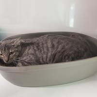AWAN, chatte à adopter