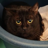 CHORIZO, chat à adopter