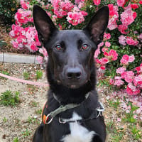 SIMBA 2, chien à adopter