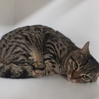 SIMO, chat à adopter