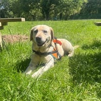 SHAPPY, chienne à adopter