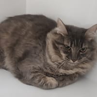 GROZA, chat à adopter