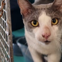 PRINCE, chat à adopter
