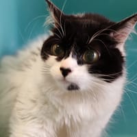 GUIMAUVE, chatte à adopter
