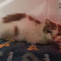 ERZA, chat à adopter