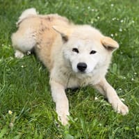 Alba CAA15373, chienne à adopter
