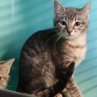 BORA, chatte à adopter