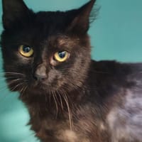 ARTICHAUT, chat à adopter