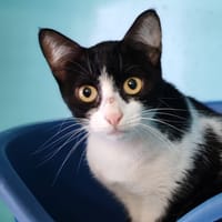 RAOULETTE, chatte à adopter