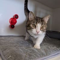 Minette, chatte à adopter