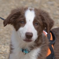 Bombay, chienne à adopter