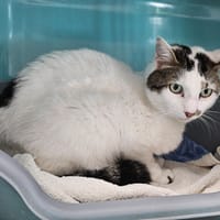 TIMINOU C, chat à adopter