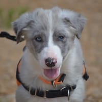 BOSTON, chien à adopter