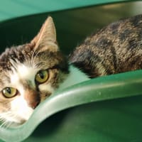 DLOWNIE, chatte à adopter