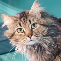 NUII, chat à adopter