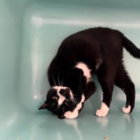 Moustache, chat à adopter
