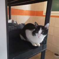 BOUNTY, chat à adopter