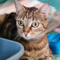 GRENAT, chatte à adopter