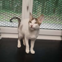 SLOOP, chat à adopter