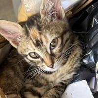 SOLO C, chatte à adopter