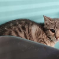MOANA, chatte à adopter