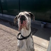 MINUS, chien à adopter
