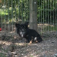 VINY, chien à adopter