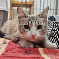LUNA, chatte à adopter