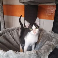 ELVIS, chat à adopter