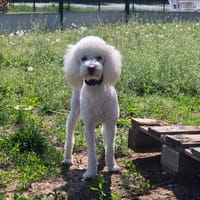 ATOS, chien à adopter