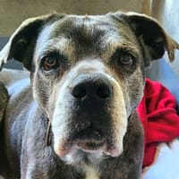 TARTINE, chienne à adopter
