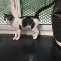 PITCHOU, chat à adopter