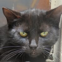 MERCURE, chatte à adopter
