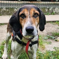 EDJI, chien à adopter