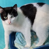 SASPIT, chatte à adopter