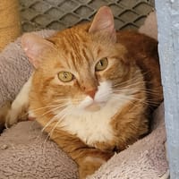 PANPAN, chat à adopter
