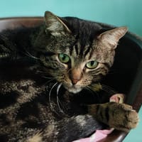 MICHEL, chat à adopter