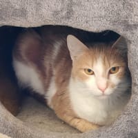 CALINOU, chat à adopter